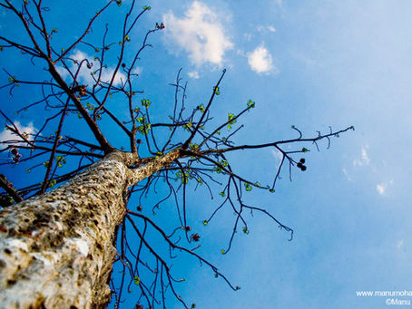 Topping Trees