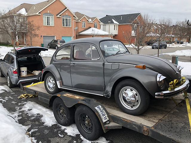 Greta on the day she was sold and brought to Montreal for the next phase of her life.