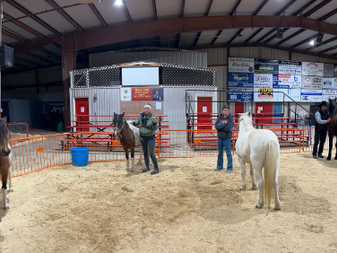 Equine Encounters