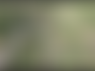 Horana Plantations and WNPS PLANT building ambitious 9km forest corridor