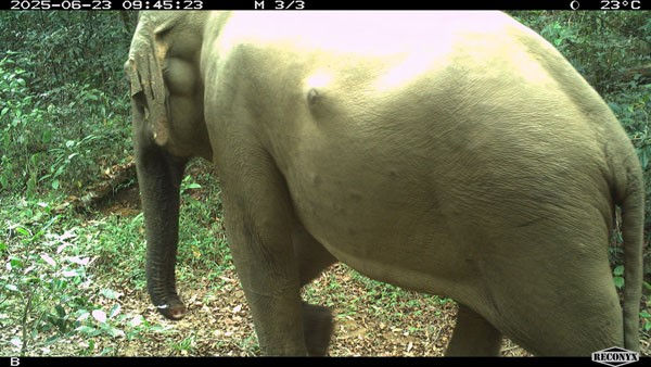 Deutsche Bank, WNPS PLANT partner to restore Sri Lanka’s Budunwela Forest Corridor