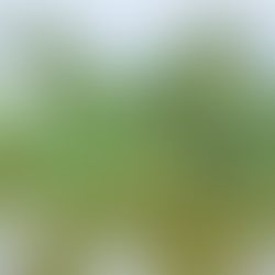 Islands of Hope: Geoffrey Bawa Trust and WNPS PLANT unite to restore Lanka’s vanishing ecosystems