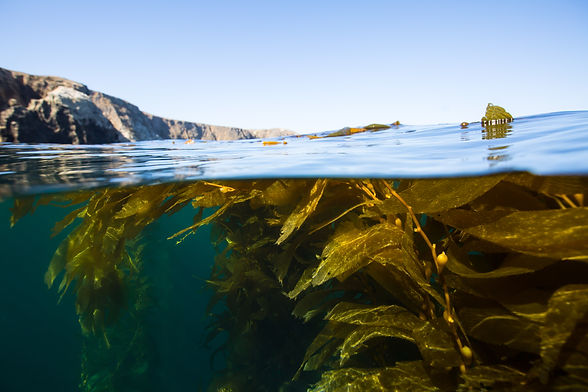 Kelp ocean skyline adobe.jpeg