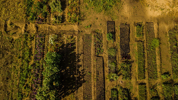 Regenerative agriculture adobe.jpeg