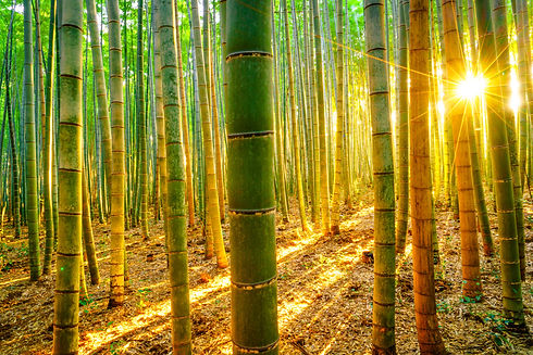 AdobeStock_Bamboo forest.jpeg