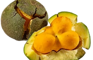 pequi1_edited.png