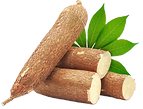 mandioca1_edited.png