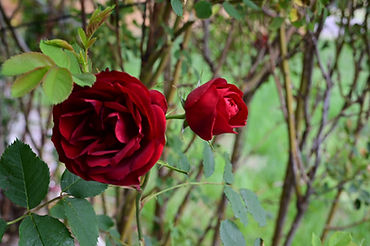 Roses by Izzy Vel Photography