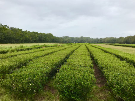 Southern tea is sweet in Charleston
