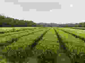 Tea plants at the Charleston Tea Plantation