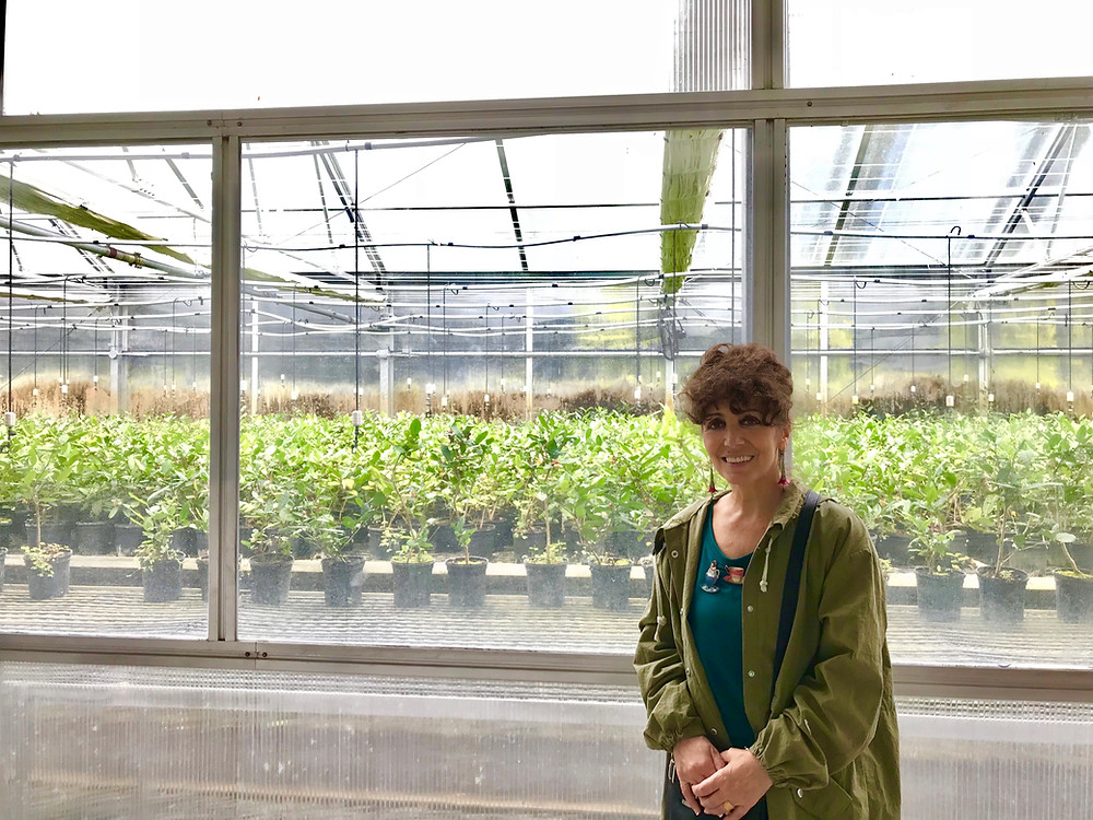 Charleston Tea Plantation greenhouse