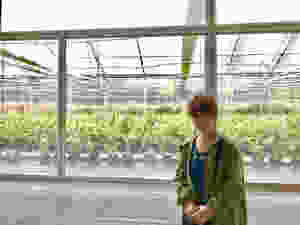 Charleston Tea Plantation greenhouse