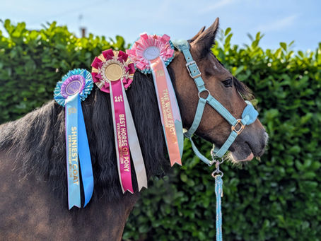 online horse showing winner with rosette