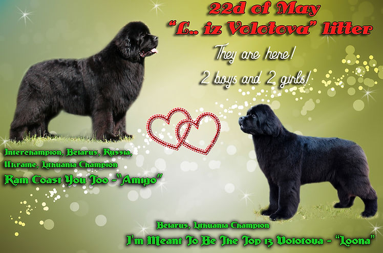 puppies presents.jpg