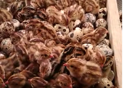 anak ayam.png