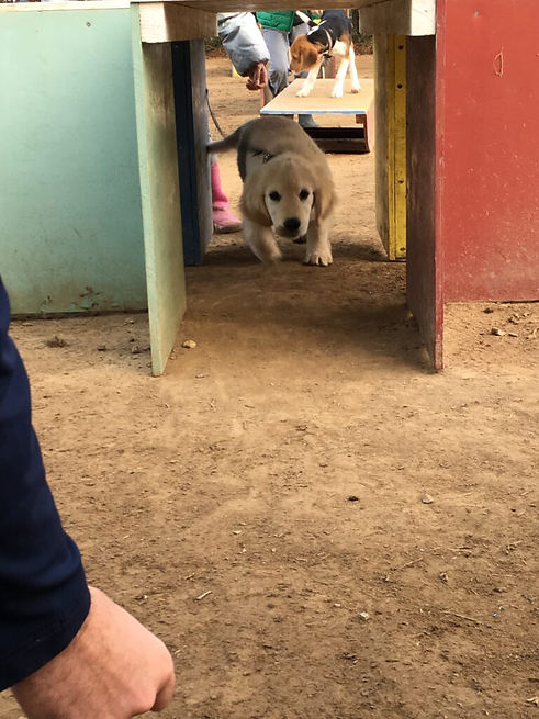 Confident and well-balanced protection dog watching over children