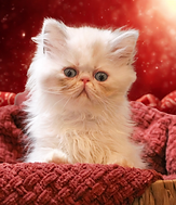 IMG_0734 - Edited.png.png