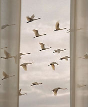 geese flying.jpg