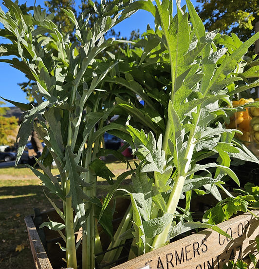 cardoon.jpg