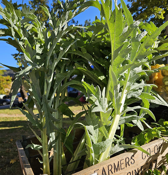 cardoon.jpg