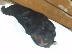 pup5.png