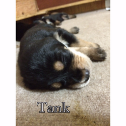 2nd week tuesday-Tank