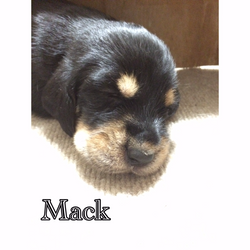 2nd week tues-Mack