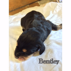 Bentley