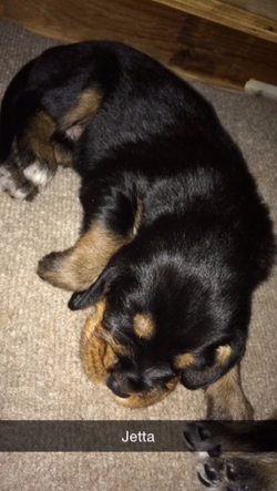 2nd week tuesday-Jetta