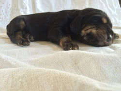 Hemi day8