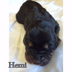 Hemi