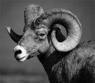 2211 m1 Portrait of a Ram by Paul McDermott.jpg