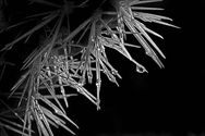 2211 m2 Cholla Spines & Dew by Norwood Hazard.jpg