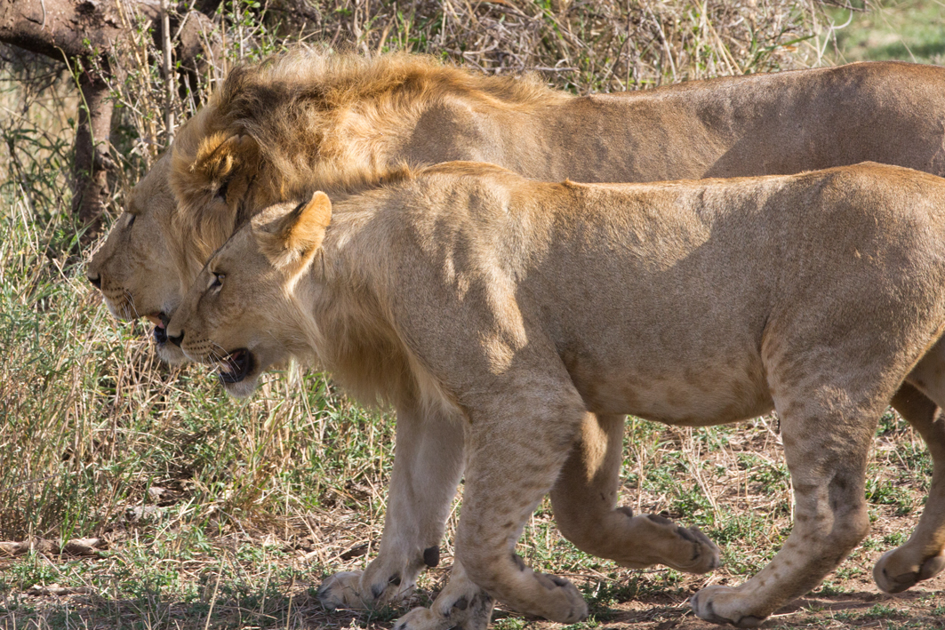 In Step - Serengeti Lions