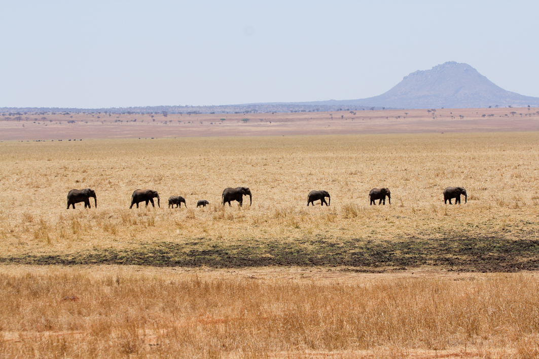 Elephant, Silala Swamp, Tarangire NP
