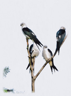 Swallow-Tailed Kites in Summer