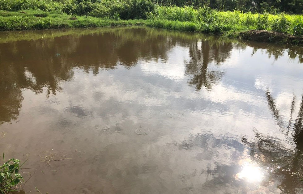 Fish Raising (UPDATE)