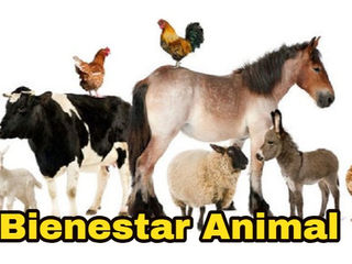 ¿Qué es el bienestar animal y como lo puedo implementar con mi mascota?