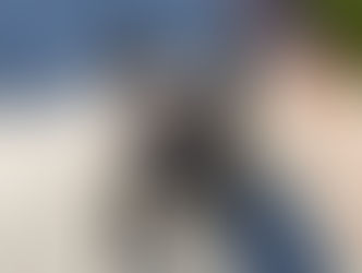 Elton | French Bulldog | Laguna Beach, Ca | In-Training