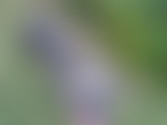 Dapper | America Bulldog | Fontana, CA| In Training