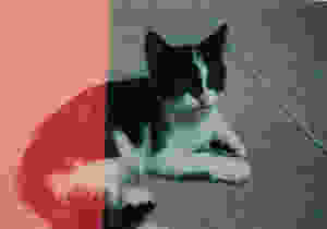 Runt-Runt