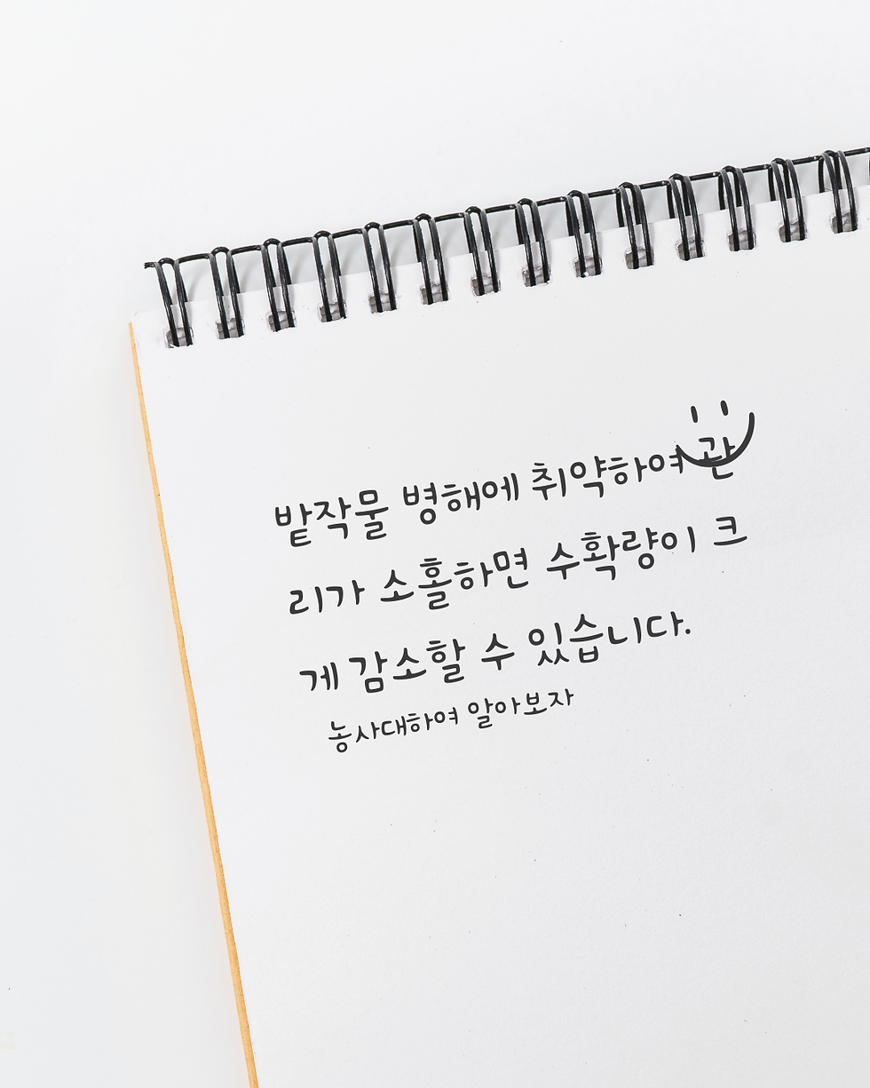감자농사