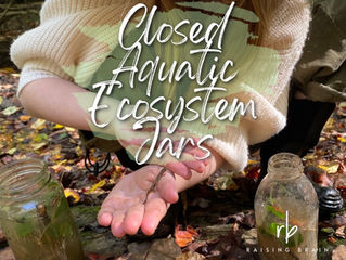 How to Make Closed Aquatic Ecosystem Jars