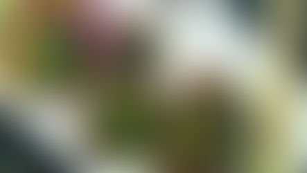 Vegan Rice Paper Rolls Recipe (Pan Fried) | Healthy Evening Snack