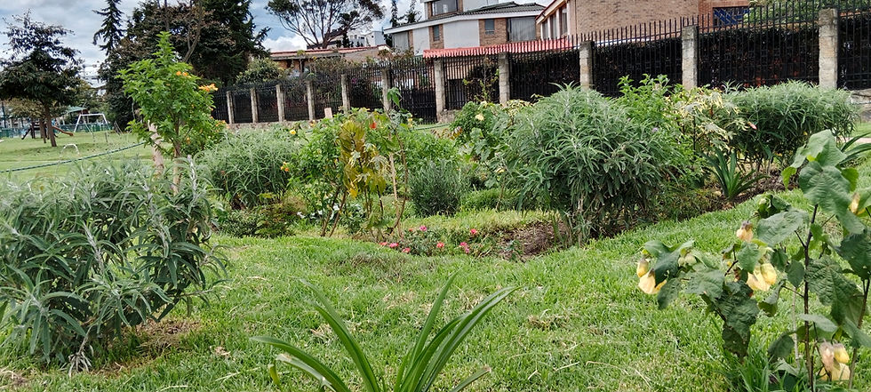 Vista aérea de un proyecto de reforestación en zona urbana