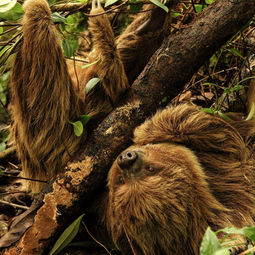 Los perezosos son animales icónicos de los bosques tropicales.