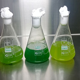 <h5 class="font_5">Microalgas: Pequeños gigantes para un gran problema </h5>
<p class="font_8"><br></p>
<p class="font_8">Las microalgas, esos organismos microscópicos, están demostrando ser una herramienta poderosa para enfrentar dos de los desafíos más grandes de nuestro tiempo: el cambio climático y la seguridad alimentaria. </p>
<p class="font_8"><br></p>
<p class="font_7">¿Cómo lo hacemos? </p>
<p class="font_8">A través de la escalación de biorreactores, estamos creando sistemas de cultivo de microalgas a gran escala. Estos biorreactores capturan el CO2 de la atmósfera, un gas de efecto invernadero, y lo utilizan como fuente de carbono para el crecimiento de las microalgas. A su vez, estas microalgas son ricas en nutrientes y pueden utilizarse como alimento para peces y otros organismos acuáticos, reduciendo la presión sobre las fuentes naturales. </p>
<p class="font_8"><br></p>
<p class="font_7">Beneficios de nuestra tecnología: Captura de CO2: </p>
<p class="font_8">Contribuimos a mitigar el cambio climático al reducir la concentración de CO2 en la atmósfera. </p>
<p class="font_8"><br></p>
<p class="font_7">Producción de alimentos sostenibles: </p>
<p class="font_8">Ofrecemos una alternativa sostenible a los alimentos tradicionales, reduciendo la presión sobre los recursos terrestres y marinos. </p>
<h4 class="font_4"><br></h4>
<p class="font_7">Biocombustibles: </p>
<p class="font_8">Las microalgas pueden convertirse en biocombustibles de alta calidad, reduciendo nuestra dependencia de los combustibles fósiles. </p>
<p class="font_8"><br></p>
<p class="font_7">Productos de alto valor: </p>
<p class="font_8">Las microalgas son una fuente de una amplia gama de productos de alto valor, como pigmentos, bioplásticos y compuestos farmacéuticos. </p>
<p class="font_8"><br></p>
<p class="font_8" style="text-align: center">¿Quieres saber más? </p>
<p class="font_8"><br></p>
<p class="font_8" style="text-align: center">¡Contáctanos! </p>
<p class="font_8"><br></p>
<p class="font_8">Estaremos encantados de compartir contigo los detalles de nuestra investigación y las futuras aplicaciones de esta tecnología innovadora.</p>