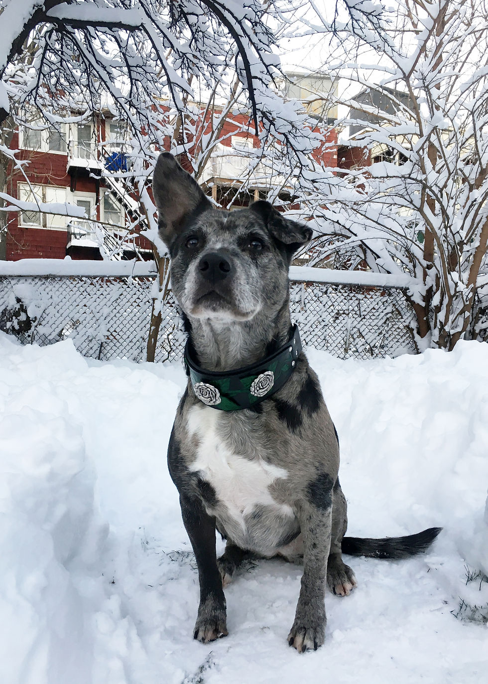 Miniatura: Collar Martingala Concho Rosa en plata