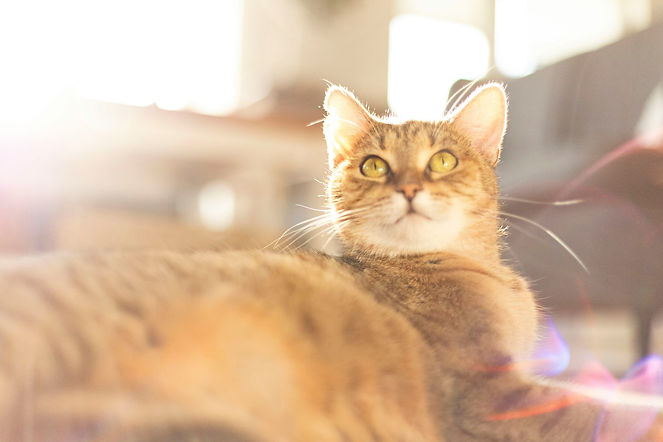 tabby-cat-on-floor-.jpg