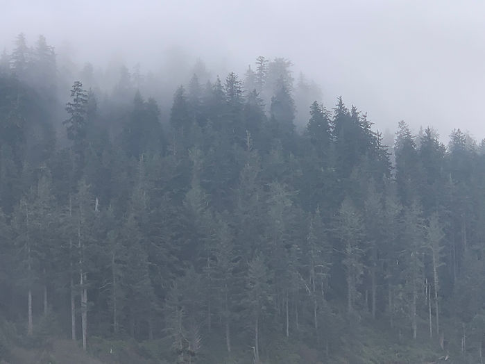 Trees and fog.jpeg